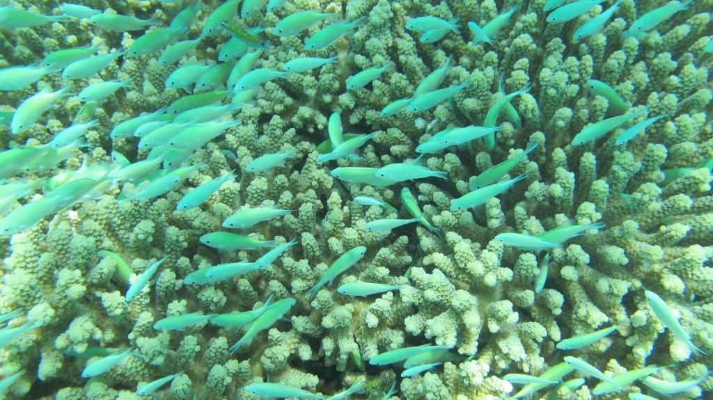 Isle Beach Inn Maldives Luaran gambar