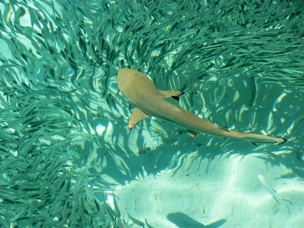 Isle Beach Inn Maldives Luaran gambar
